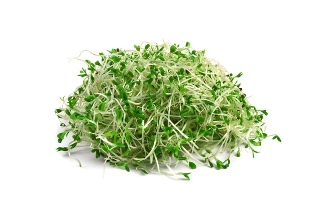 Mầm cỏ linh lăng